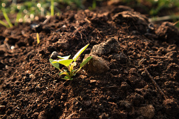 Agricultural Crops and Green Plants