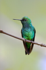 Western Emerald (Chlorostilbon melanorhynchus) perched on branch, Alambi, Ecuador