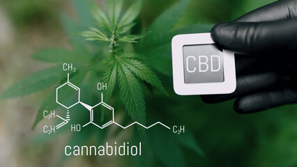CBD Chemical Formula. Cannabidiol or CBD molecular structural chemical formula. Beautiful...