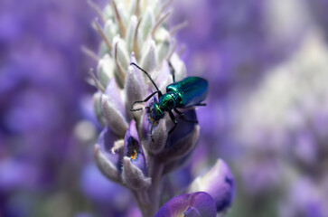 Green Beetle on Lupine