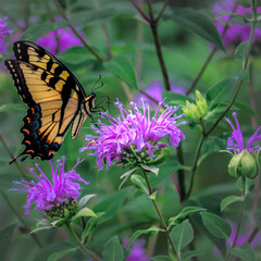 Fototapeta na wymiar Swallowtail Butterfly Feasting on Wild Bergamot