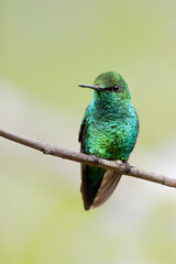 Western Emerald (Chlorostilbon melanorhynchus) perched on branch, Alambi, Ecuador
