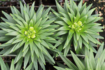 The green spiky foliage on lily plants
