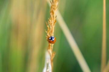 Ladybug on a plant. Slovakia	