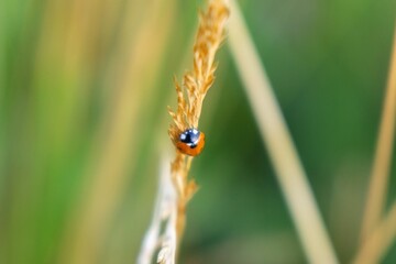 Ladybug on a plant. Slovakia	