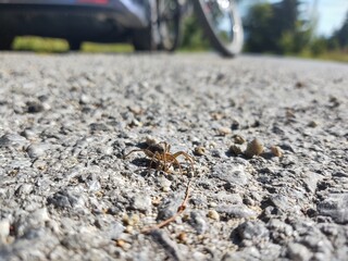 Spider on the road during sunny day. Sovakia