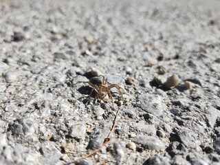 Spider on the road during sunny day. Sovakia