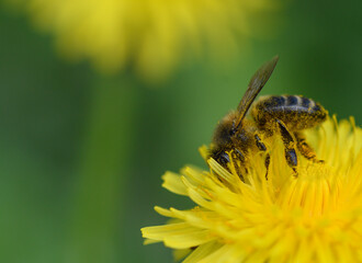 Close-up of a honey bee feeding on a dandelion flower