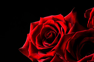Red rose on a black background