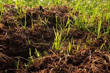 Grass and Leaf Texture Image