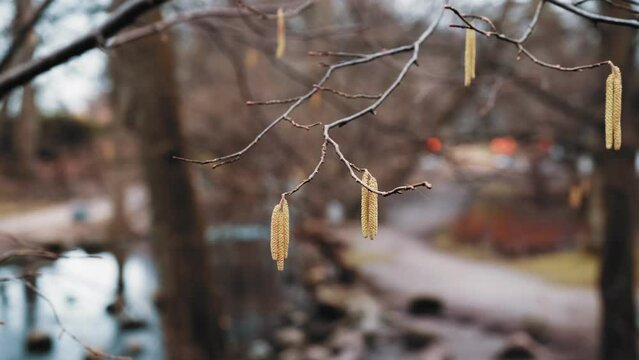 Young Male Catkins of Corylus Avellana Blooming on Branches of Hazel Shrub in City Park Causing Allergic Reaction from Pollen Inhalation