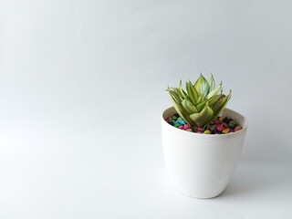plant in a white pot