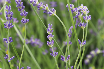 Side view of lavender growing in the garden