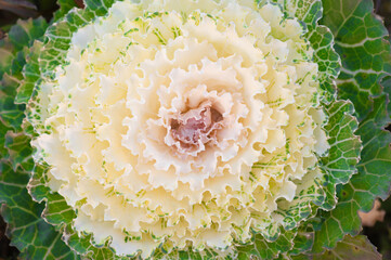 white Kale flower