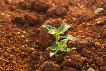 Agricultural Crops and Green Plants