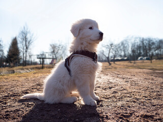 Maremma Sheepdog puppy dog sitting on the mud in the garden with dog harness, young pastore...