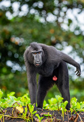 Celebes crested macaque is standing on the sand against the backdrop of the jungle. Indonesia. Sulawesi.