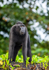 Obraz premium Celebes crested macaque is standing on the sand against the backdrop of the jungle. Indonesia. Sulawesi.