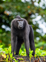 Celebes crested macaque is standing on the sand against the backdrop of the jungle. Indonesia. Sulawesi.