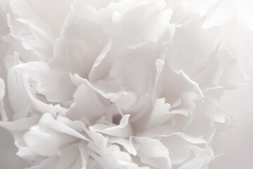 Closeup view of beautiful white peony flower