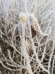 cactus in the snow