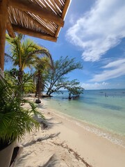 beach with palm trees