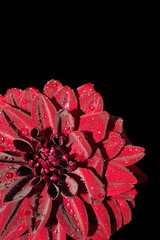 a black dahlia flower with water drops stands on a black background. front view. burgundy dahlia