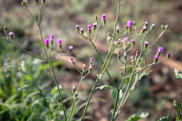 Natural Wild Flowers in Nature