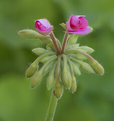 A closeup shot of blooming crane's-bill flowers