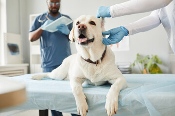 Cute white labrador puppy lying on medical table during ear examination by young veterinarian in...