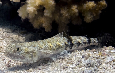 Variegated Lizardfish (Synodus variegatus) in the Red Sea, Egypt