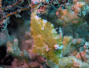 A Fuzzy Filefish (Paramonacanthus nematophorus) in the Red Sea, Egypt