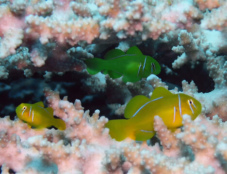 Lemon Coral Goby (Gobiodon citrinus) in the Red Sea, Egypt