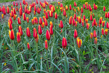 red and yellow tulips