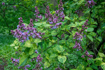lilac bush in the garden