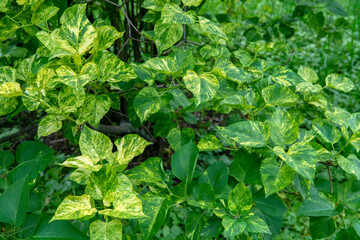 close up of leaves of a plant