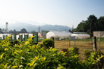 Fototapeta premium Agricultural Crops and Green Plants