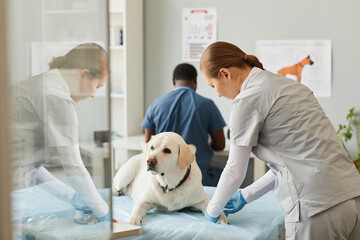 Young contemporary female clinician vaccinating labrador dog in veterinarian clinics while bending...