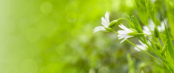 Spring background with green grass and tender white flowers. Fresh greenery and wildflowers in...