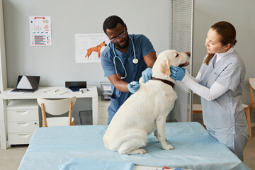 Young nurse in medical scrubs and gloves looking at labrador and touching him while veterinarian...