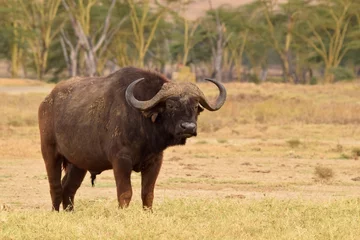 Zelfklevend Fotobehang Afrikaanse buffel in de savanne © Monika