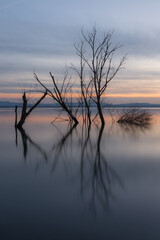 Perfectly symmetric trees reflections on a lake at dusk