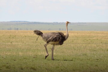 Naklejka premium ostrich in the wild