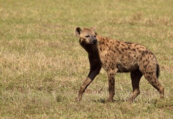 hyena in the savannah - obrazy, fototapety, plakaty