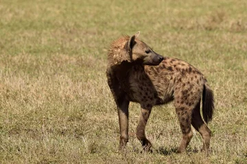 Deurstickers hyena in de savanne © Monika
