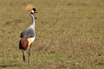 grey crowned crane in savanna