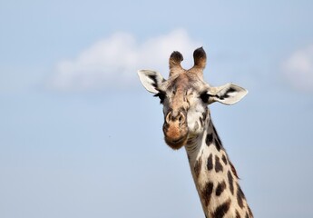 giraffe in the sky