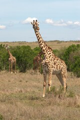 giraffe in the savannah