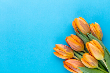 Orange tulips on the colored background, with copy space.