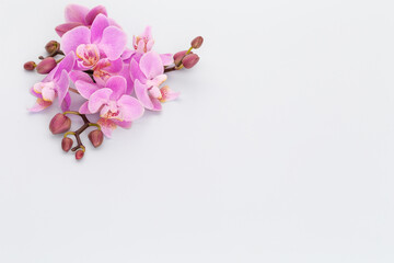 Naklejka na ściany i meble Pink orchid theme objects on pastel background.